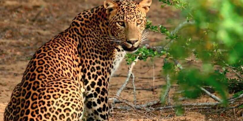 From Negombo: Wilpattu National Park Safari Guided Day Tour - A 45-minute meal stop, with one important catch