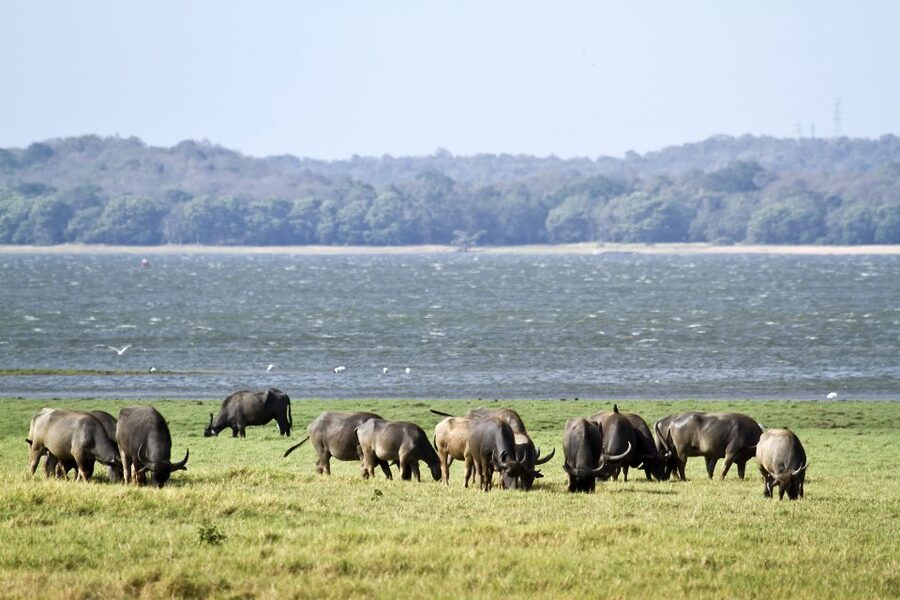 From Negombo: Wilpattu National Park Safari Guided Day Tour - Inside Wilpattu, the jeep does the real work