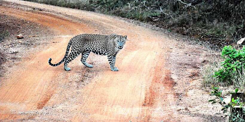 From Negombo: Wilpattu National Park Safari Guided Day Tour - What the $105 price really covers