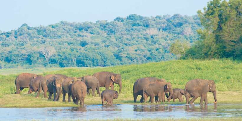 From Negombo: Wilpattu National Park Safari Guided Day Tour - Who will enjoy this safari most