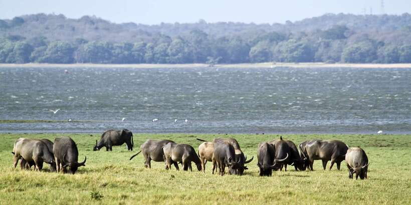 From Negombo: Wilpattu National Park Safari Guided Day Tour - Small details that can improve the day