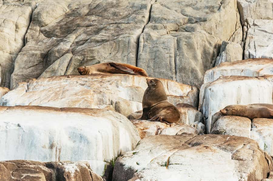 From Port Arthur: Tasman Island Wilderness Cruise - Key points to know before you book