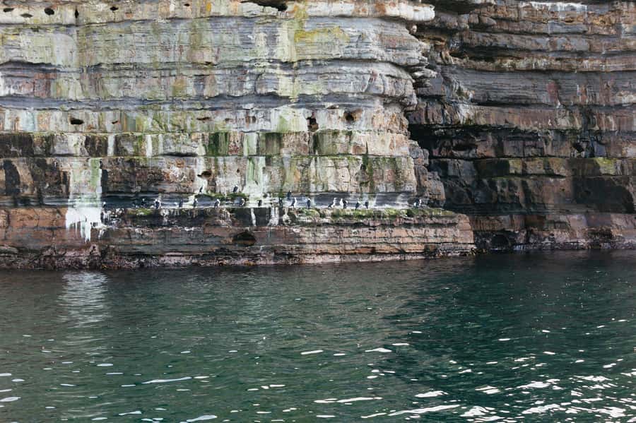 From Port Arthur: Tasman Island Wilderness Cruise - Sea caves, arches, waterfalls, and rock formations