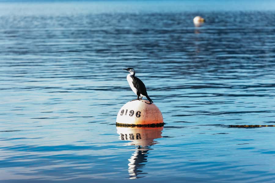 From Port Arthur: Tasman Island Wilderness Cruise - What the ride actually feels like