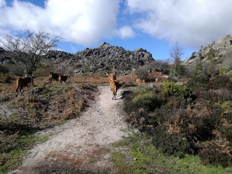 From Porto: Hike & Swim in Gerês National Park - Leaving Porto for the Gerês mountains