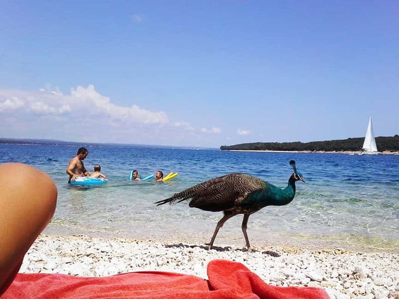 From Pula: Island Stop and National Park Day Cruise - Sailing past all 14 Brijuni islands
