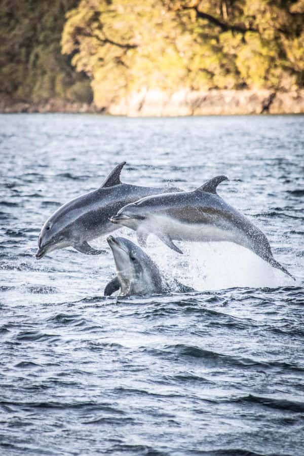 From Queenstown: Doubtful Sound Wilderness Day Trip - Lake Manapouri is the first real change of pace