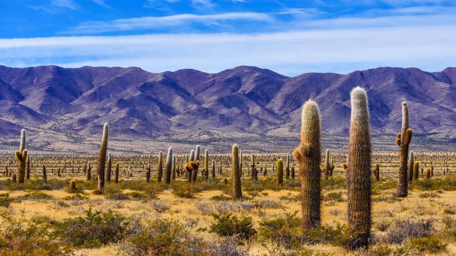 From Salta: Cachi and Los Cardones National Park Tour - Key points to know before booking