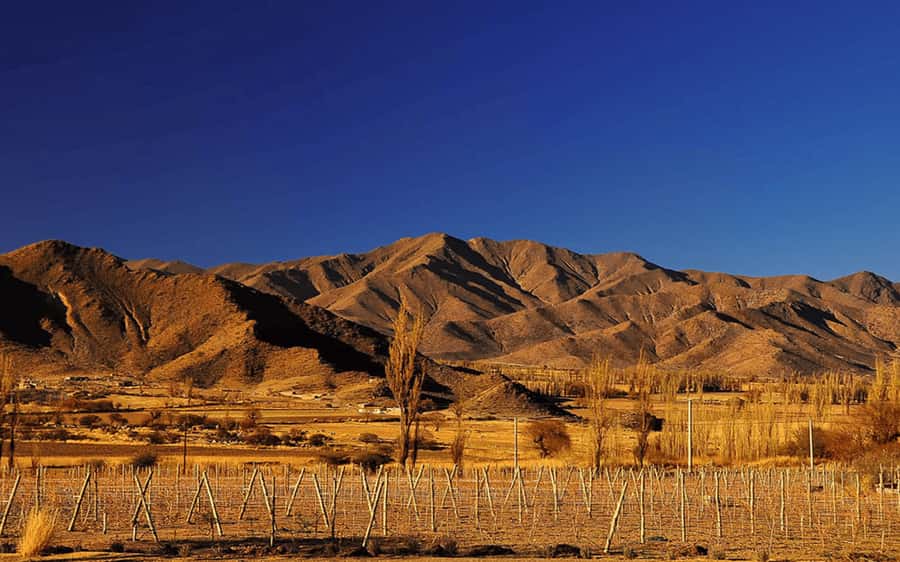 From Salta: Cachi and Los Cardones National Park Tour - The Enchanted Valley and the high pass