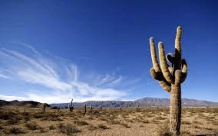 From Salta: Cachi and Los Cardones National Park Tour - Payogasta, Nevado de Cachi, and the approach to town