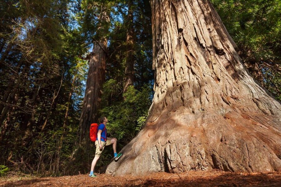 From San Francisco: 3-Day Yosemite Tour Without Hotel - Lodging and luggage require careful planning