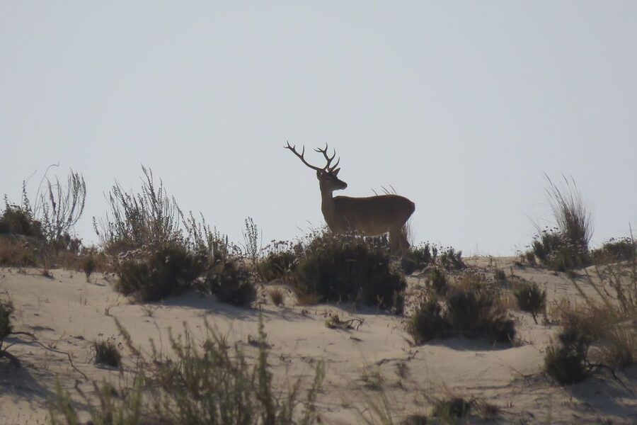 From Seville: Doñana National Park Day Trip - Why Doñana Makes a Good Day Away From Seville