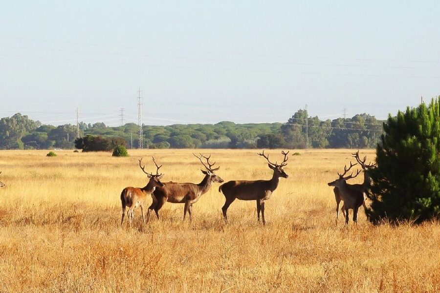 From Seville: Doñana National Park Day Trip - From Seville to Dehesa de Abajo
