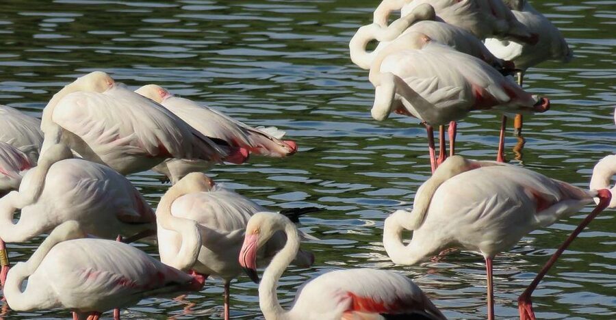 From Seville: Doñana National Park Day Trip - El Rocío and the La Rocina Stream