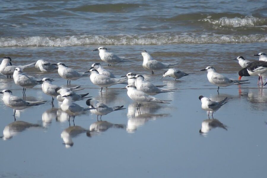 From Seville: Doñana National Park Day Trip - How Much Is the $105 Price Worth?