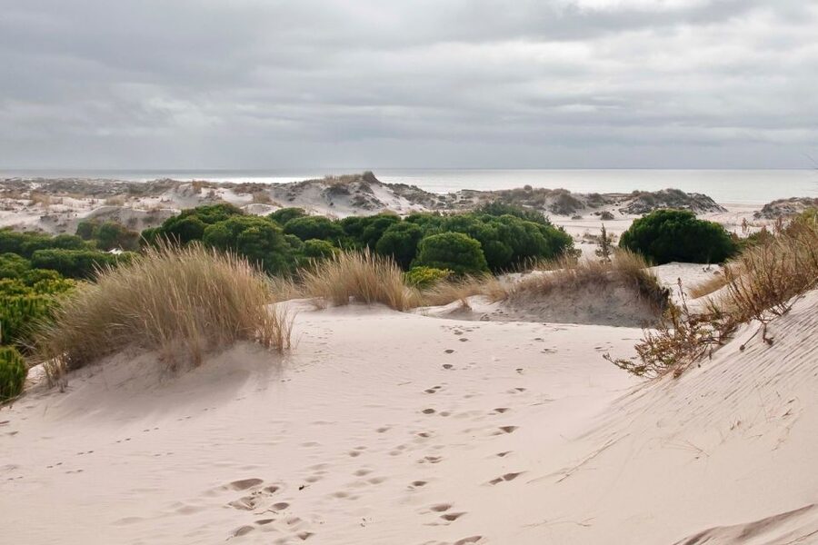 From Seville: Doñana National Park Day Trip - Guides Make the Difference