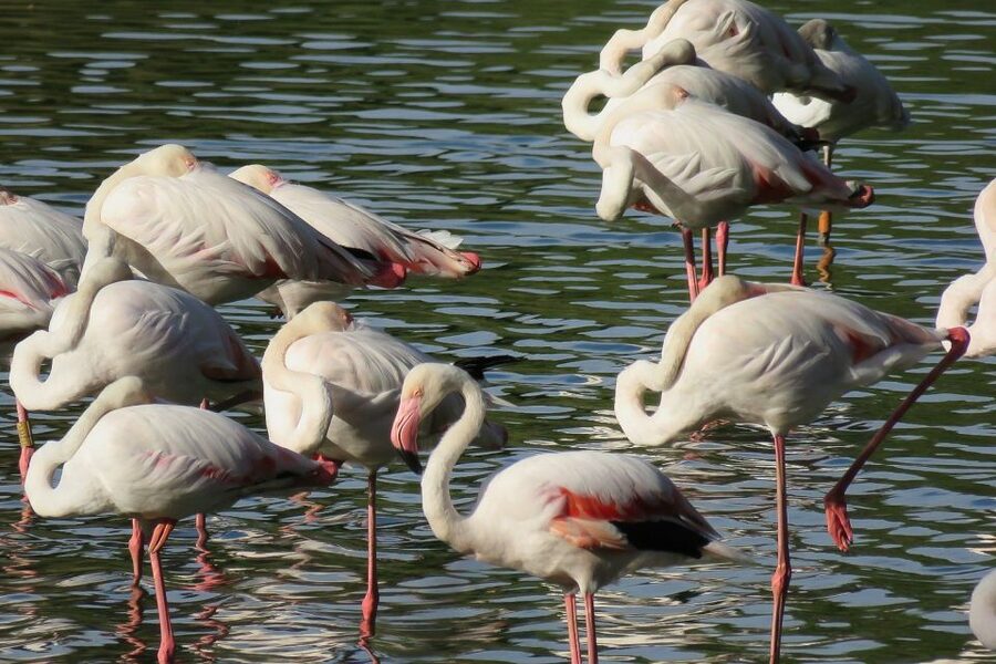 From Seville: Doñana National Park Day Trip - Rice Fields, Storks, and the Northern Marshes