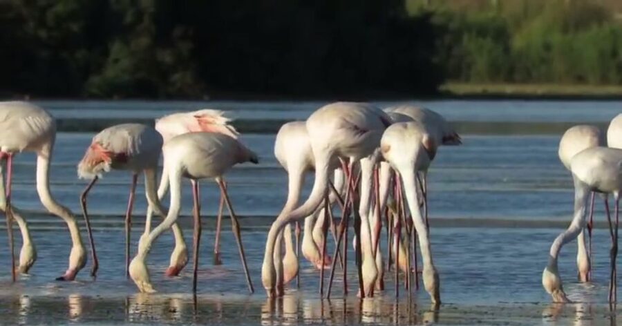 From Seville: Doñana Natural Park, El Rocio and Matalascañas - FAQ