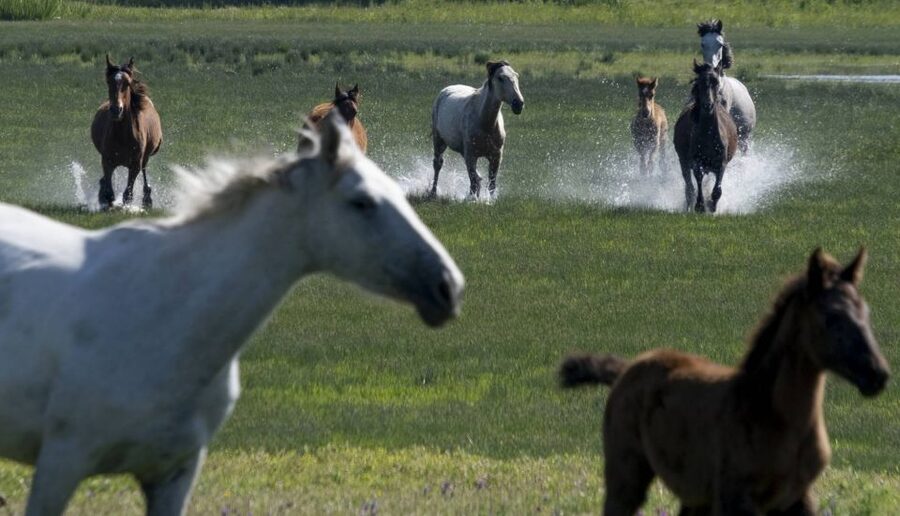 From Seville: Doñana Natural Park, El Rocio and Matalascañas - Wildlife watching without false promises