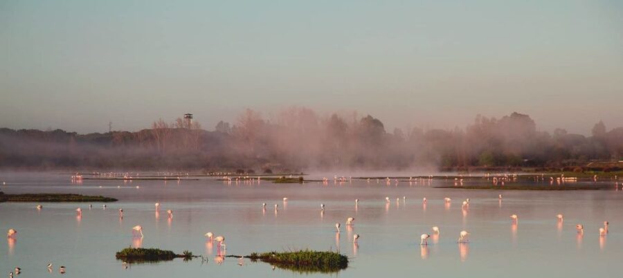 From Seville: Doñana Natural Park, El Rocio and Matalascañas - El Rocío and its famous hermitage
