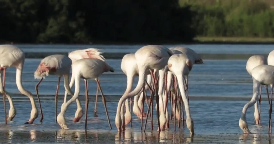 From Seville: Doñana Natural Park, El Rocio and Matalascañas - The $105 price and what you receive