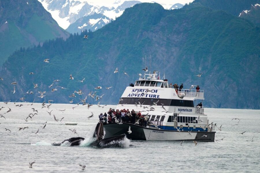 From Seward: Kenai Fjords National Park Cruise with Lunch - Resurrection Bay and the first wildlife search