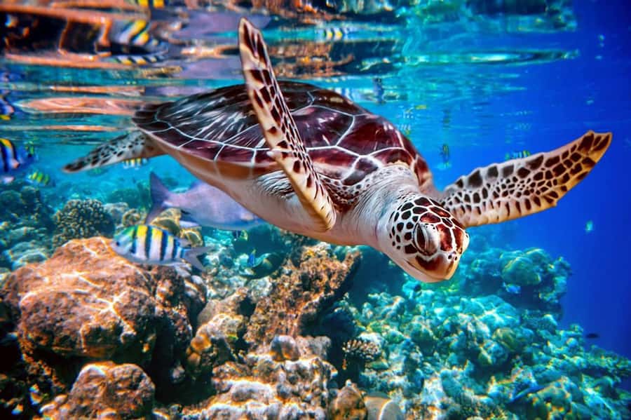 From Sharm: Ras Mohammed snorkeling cruise & optional diving - White Island and the Tide Question