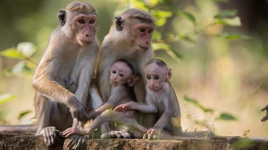 From Sigiriya: Minneriya National Park Elephant Safari - Is $33 good value?