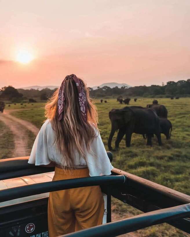 From Sigiriya: Minneriya National Park Elephant Safari - Four hours among grass, water, and forest
