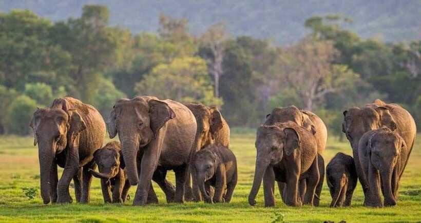From Sigiriya: Minneriya National Park Elephant Safari - The elephant sightings you are hoping for