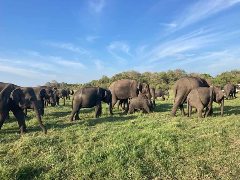 From Sigiriya: Minneriya National Park Private Jeep Safari - Why Minneriya is famous for elephants