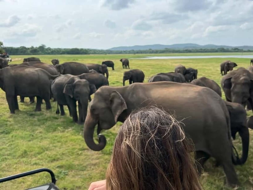 From Sigiriya: Minneriya National Park Private Jeep Safari - Why the park may change to Kaudulla or Hurulu
