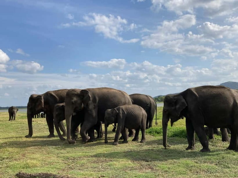From Sigiriya: Minneriya National Park Private Jeep Safari - Who will get the most from this safari