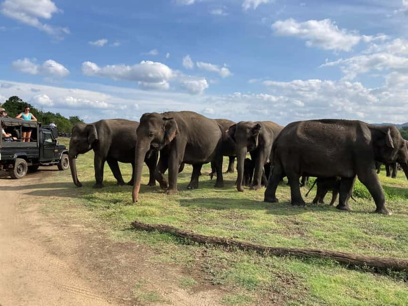 From Sigiriya: Minneriya National Park Private Jeep Safari - Booking details worth checking first