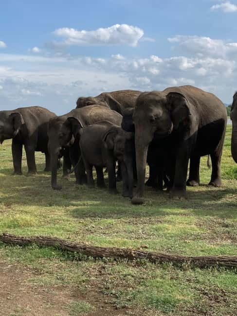 From Sigiriya: Minneriya National Park Private Jeep Safari - Should you book this elephant safari?