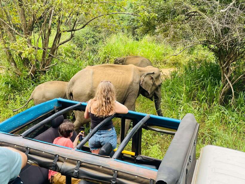 From Sigiriya: Minneriya National Park Private Jeep Safari - What the four-hour outing looks like