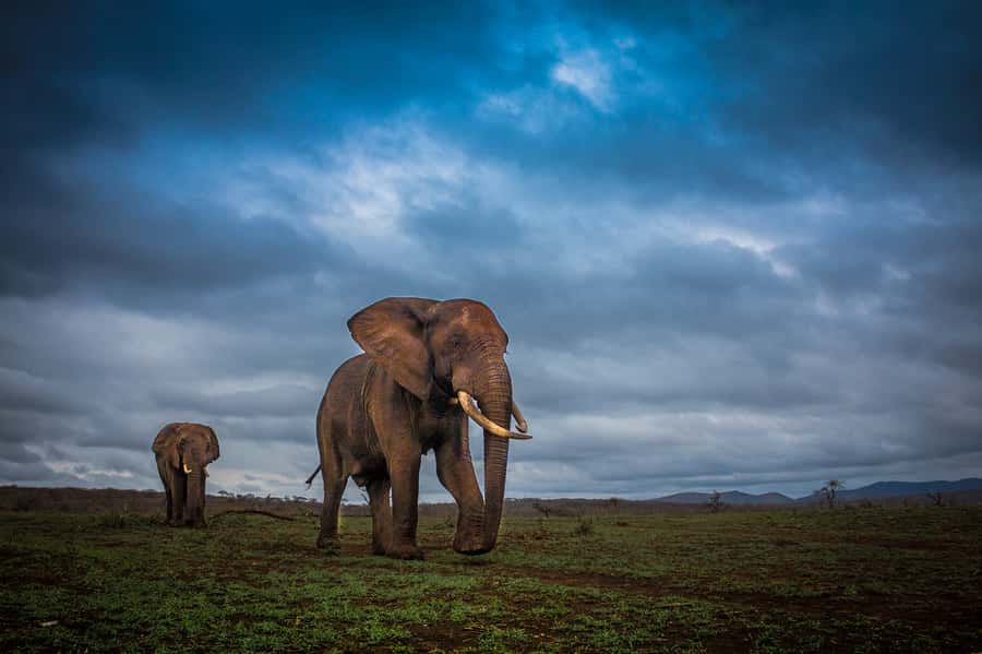 From St Lucia: iSimangaliso Sunset Safari - Why this three-hour safari is worth considering