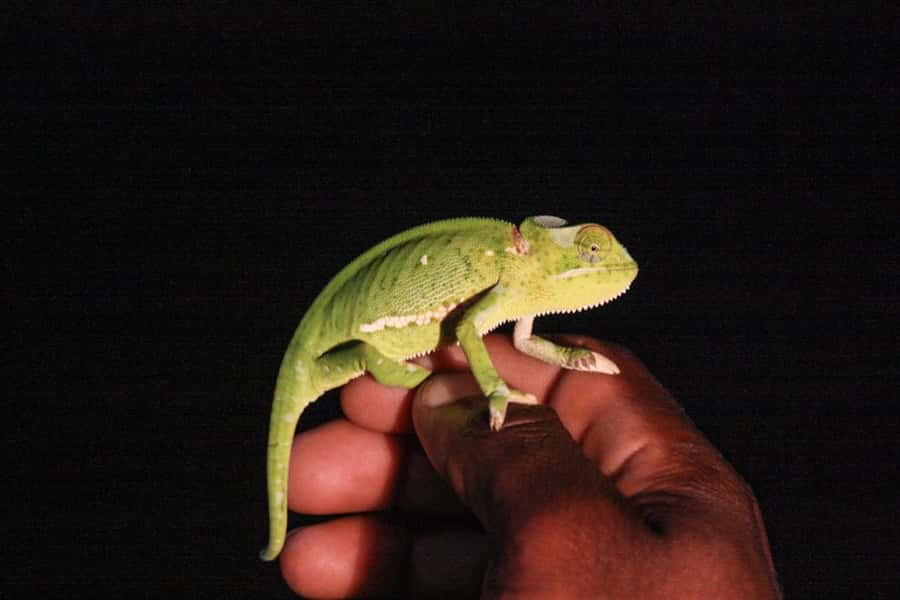 From St Lucia: iSimangaliso Wetland Park Night Drive Safari - Key points to know before you go
