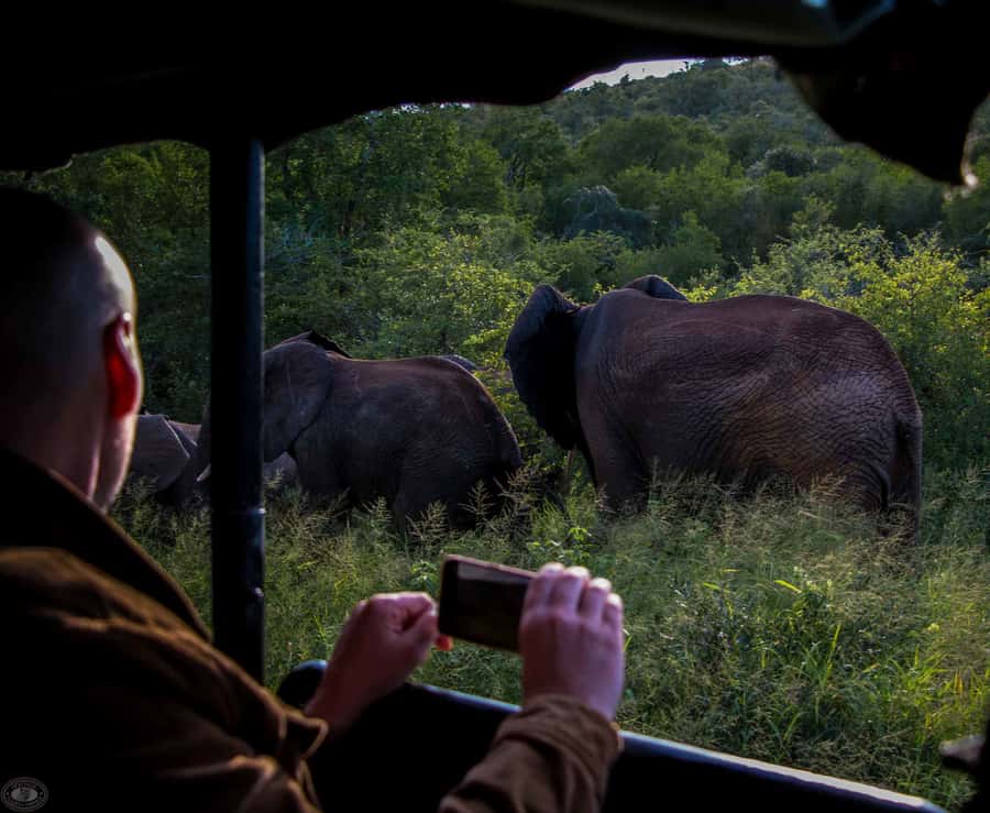 From St Lucia: iSimangaliso Wetland Park Night Drive Safari - Why iSimangaliso feels different after sunset