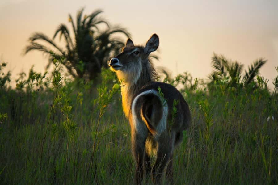 From St Lucia: iSimangaliso Wetland Park Night Drive Safari - Searching for bush babies and aardvarks