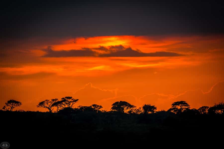 From St Lucia: iSimangaliso Wetland Park Night Drive Safari - Hippos, crocodiles, elephants, and buffalo