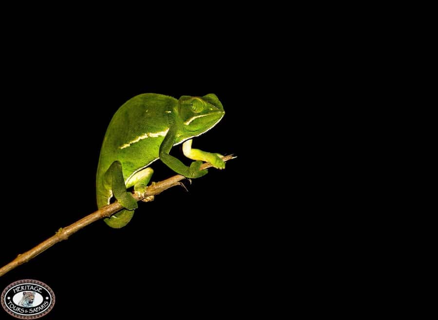 From St Lucia: iSimangaliso Wetland Park Night Drive Safari - Weather, comfort, and the limits of night viewing