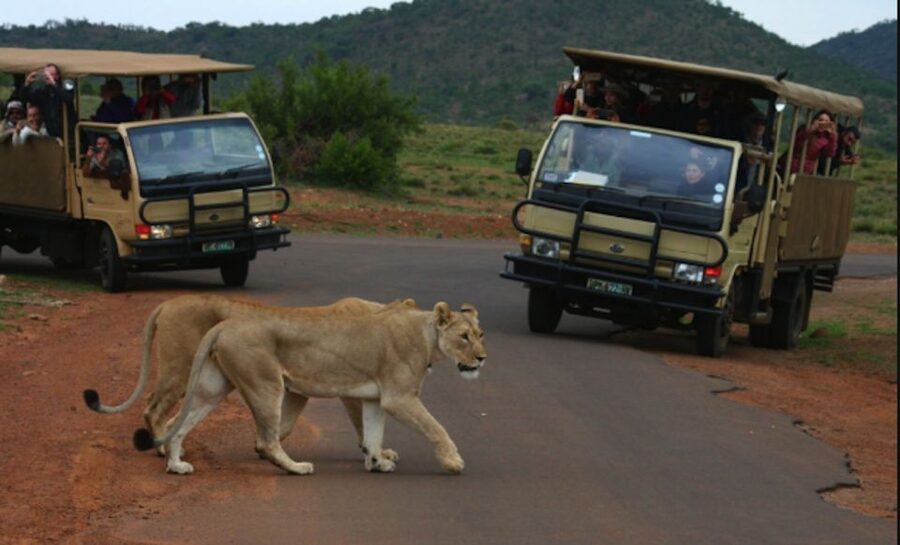 From Sun City: Pilanesberg National Park 3-Hour Game Drive - Starting at Sun City’s Welcome Center