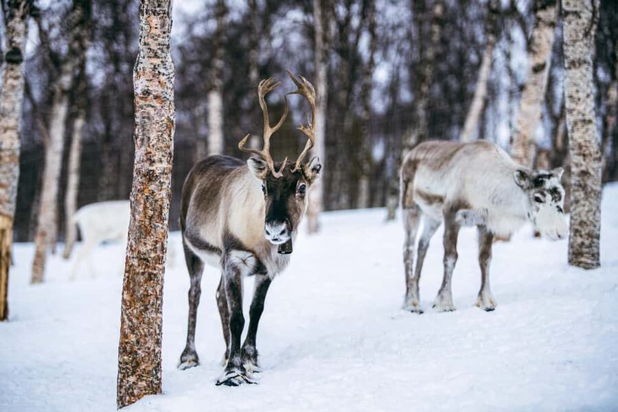 From Tromsø: Ice Domes Snow Park and Wilderness Experience - Is the $151 price fair?