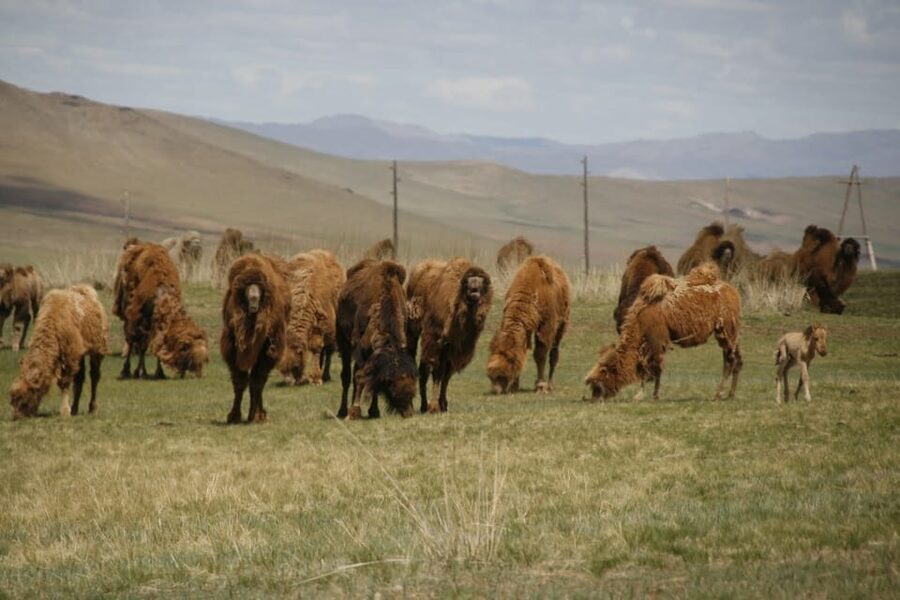 From Ulaanbaatar: Day Trip to Hustai National Park - The 9 AM departure and the summer timing problem