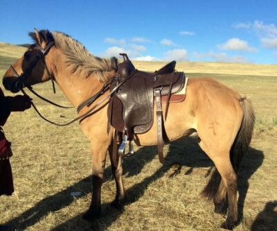 From Ulaanbaatar: Day Trip to Hustai National Park