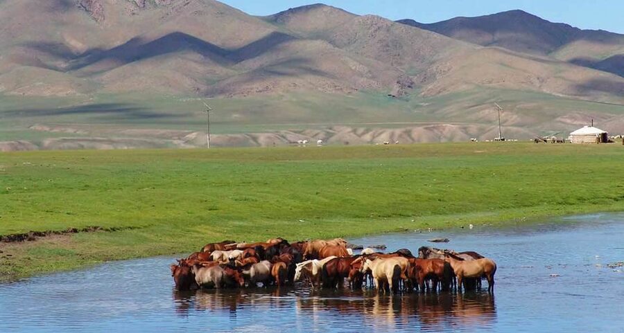 From Ulaanbaatar: Day Trip to Hustai National Park - What the guide and driver can change
