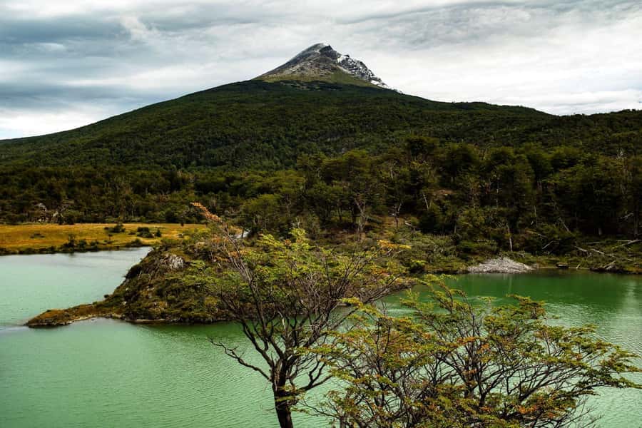 From Ushuaia: Discover Tierra del Fuego National Park - Wildlife to watch for in the Fuegian forest