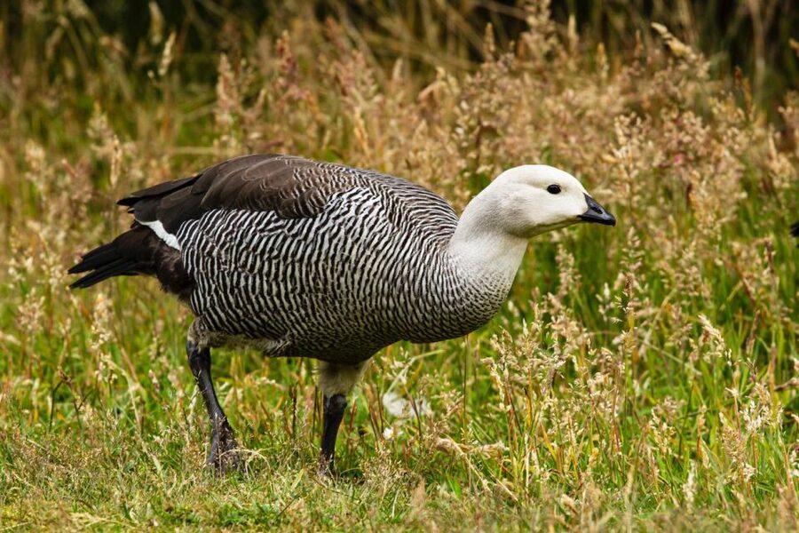 From Ushuaia: Discover Tierra del Fuego National Park - What the $72 price really covers