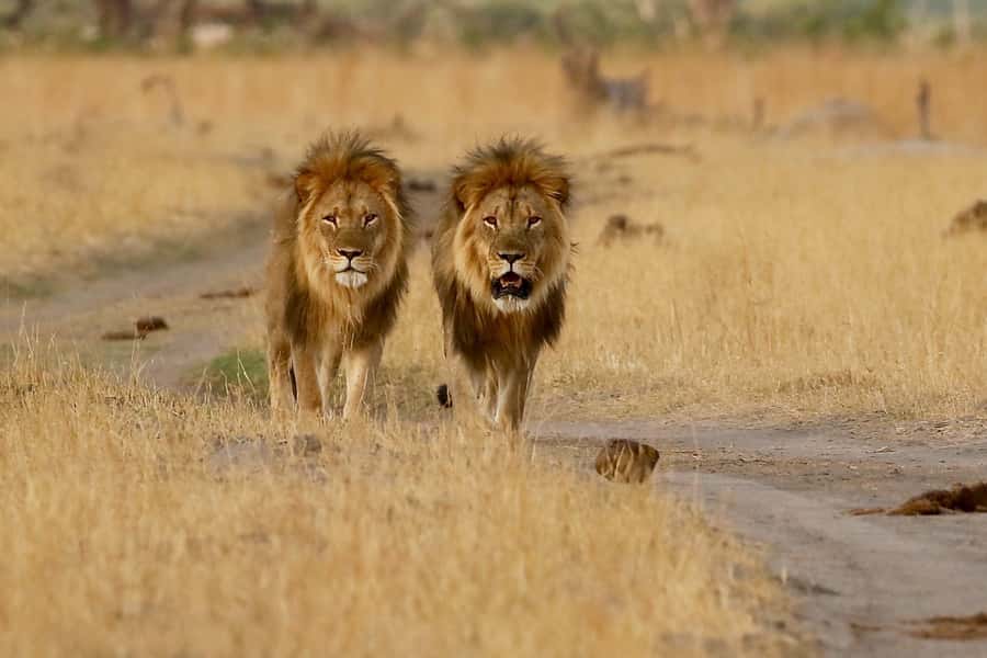 From Victoria Falls: Chobe National Park Small Group Tour - What to bring and how to prepare